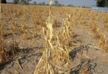 Rainfall forecast: Probabilities favour an average or delayed onset over parts of Uganda